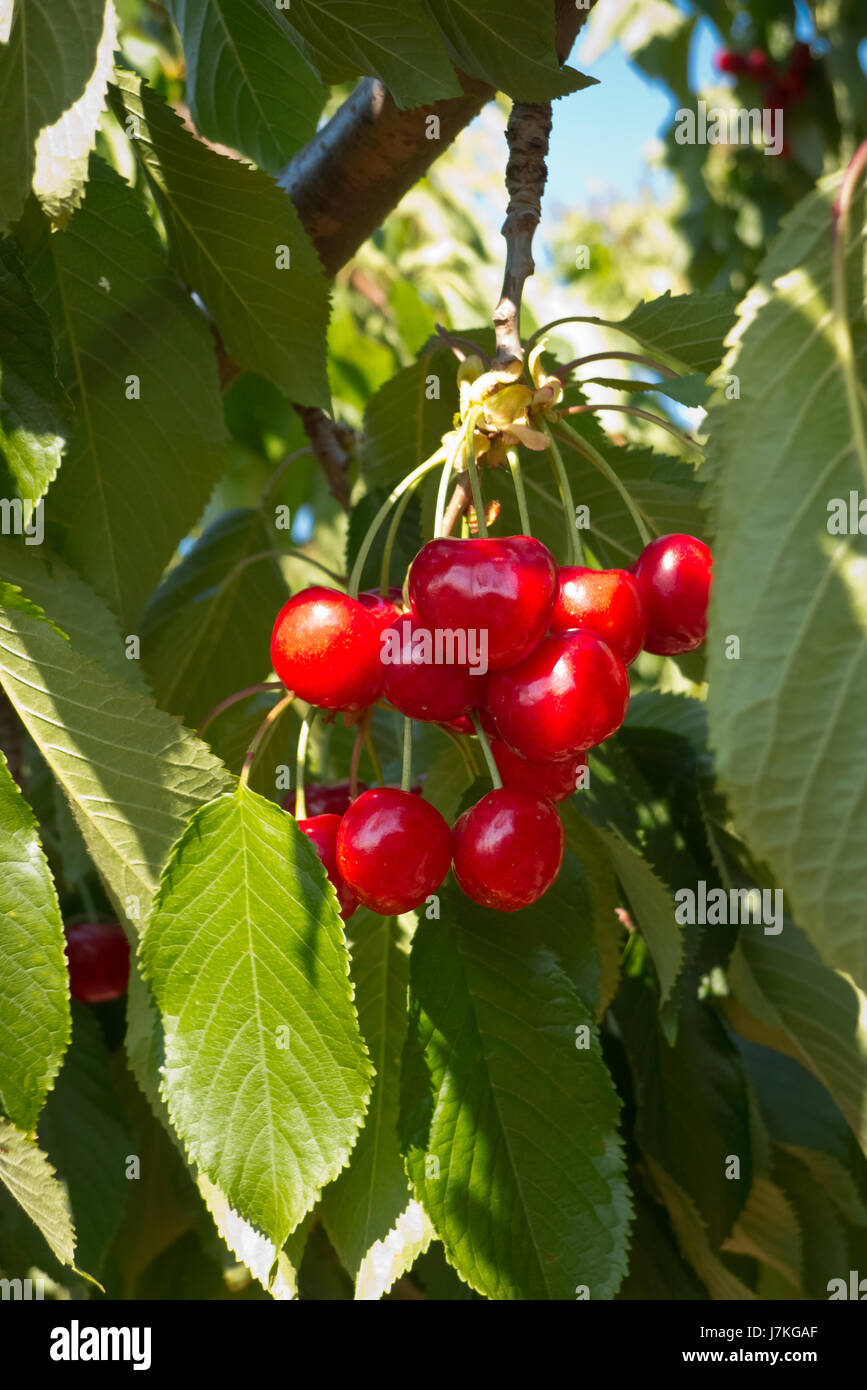 Cherries that growing on biologic soil in Puglia italian region Stock