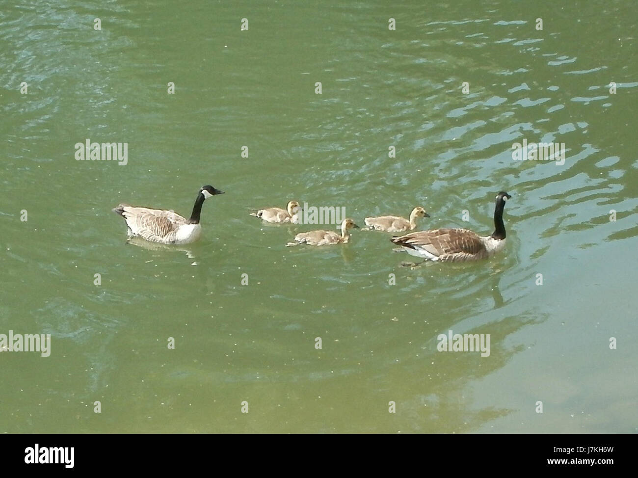 Goose In German The title '20110607Gaensefamilie' translates from German as '20110607 ...