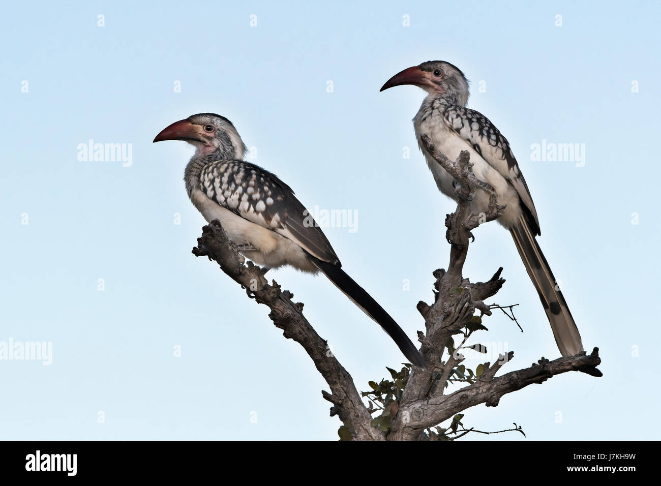 Tockus erhythrorhynchus, Red-billed Hornbills Stock Photo