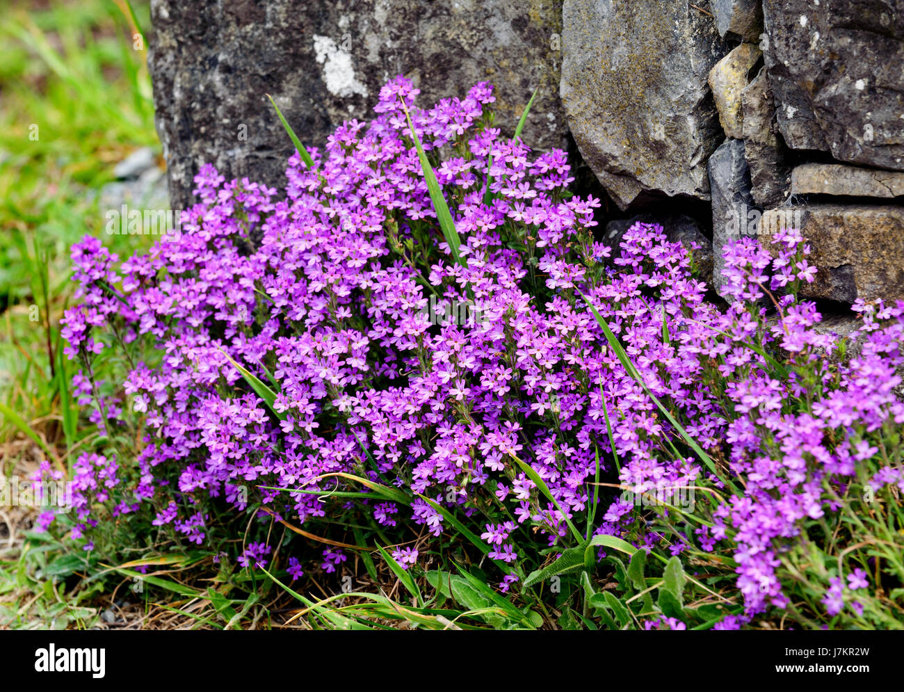 Fairy Foxglove, starflower (Erinus alpinus) - native flowers in Ireland, Europe Stock Photo