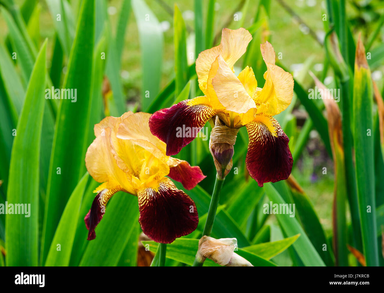 Beautiful blossom yellow and red tall bearded iris flowers Stock Photo