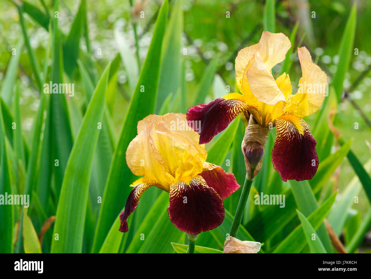 Beautiful blossom yellow and red tall bearded iris flowers Stock Photo