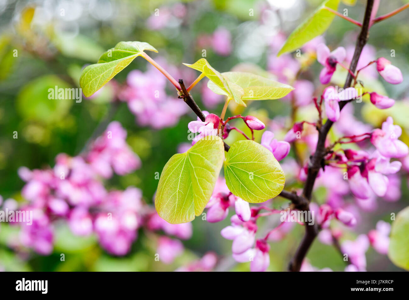 Pink flowers - blossom tree on a spring time Stock Photo