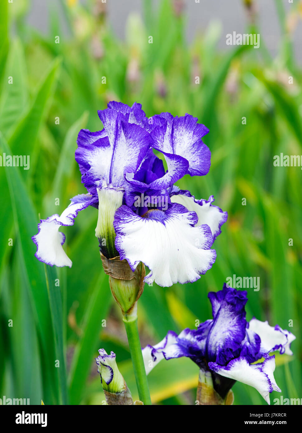 Beautiful blossom blue and white tall bearded iris flowers Stock Photo