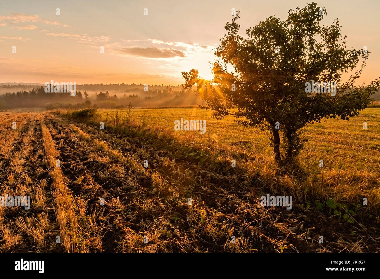 Lonely tree on the foggy field in golden sunrise Stock Photo - Alamy
