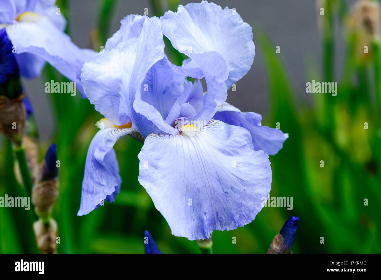 Iris Blue main image 1