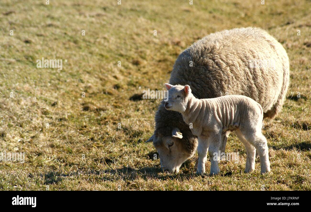 sheep mother mom ma mommy mothers lambkin meadow child lamb animal pet