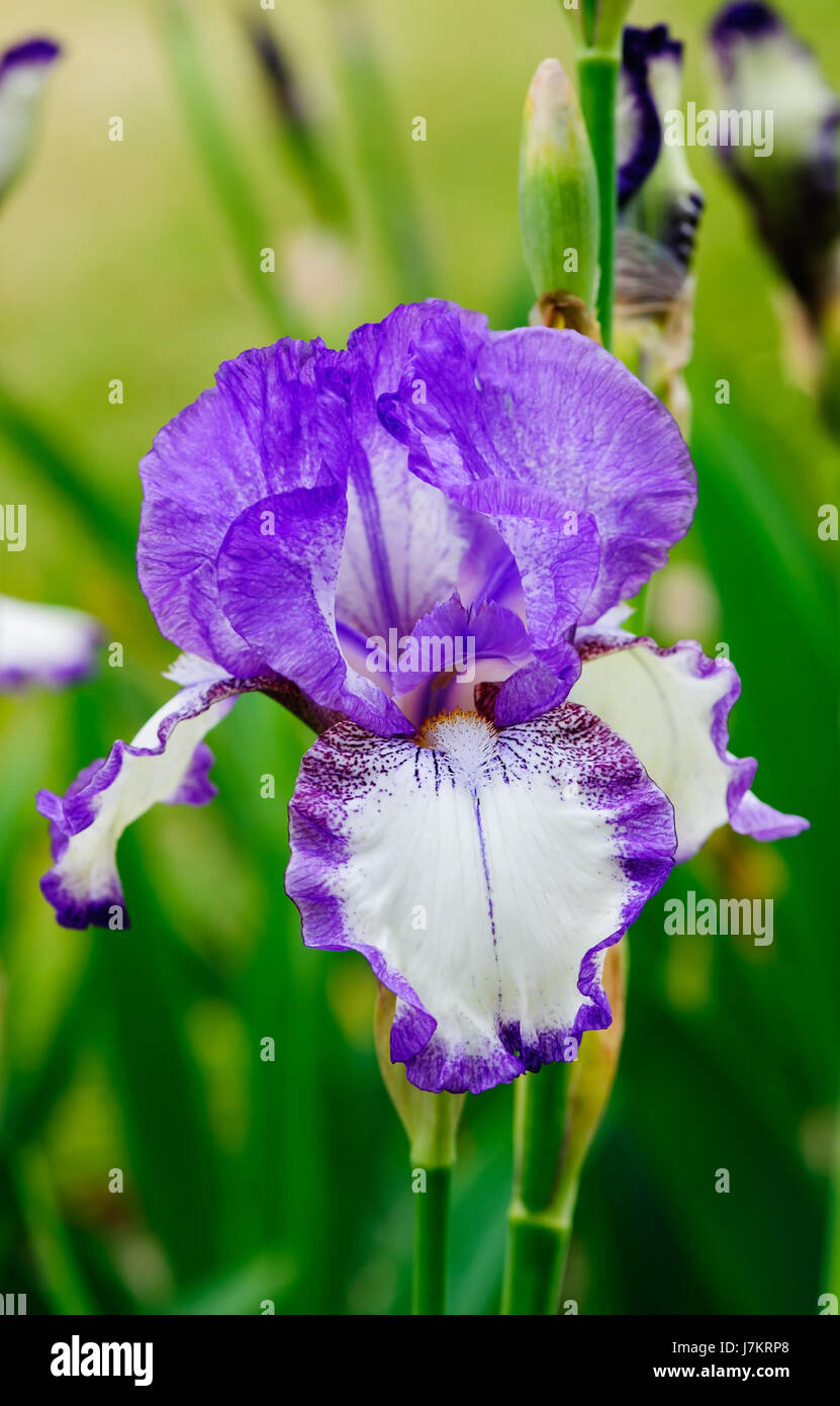 Beautiful blossom Iris Dancers Veil flowers in the garden Stock Photo