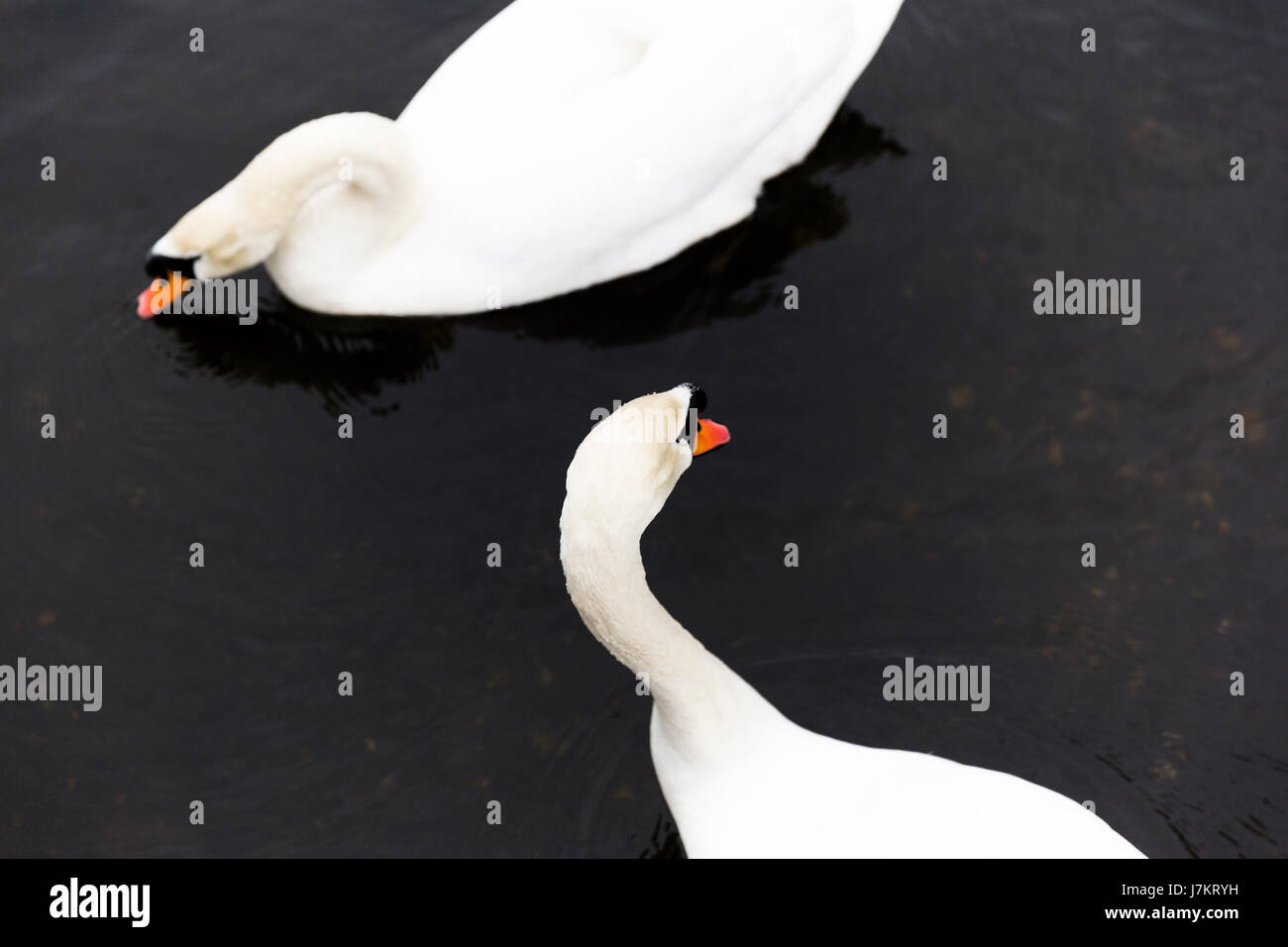 Pair of swan swimming in a lake,Symbol of love. Stock Photo