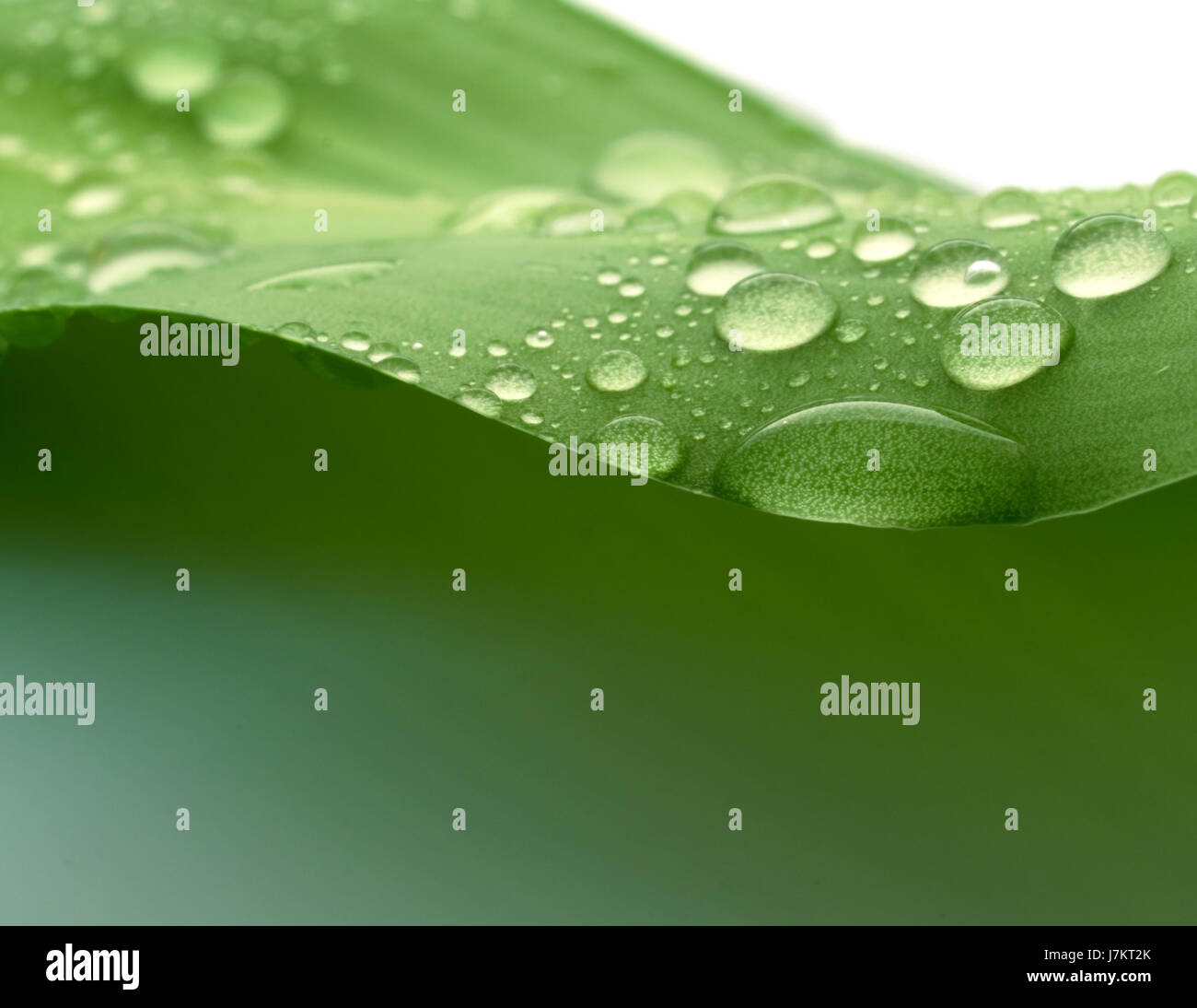leaf water drop drip drops seeping sopping drips plant leaf closeup