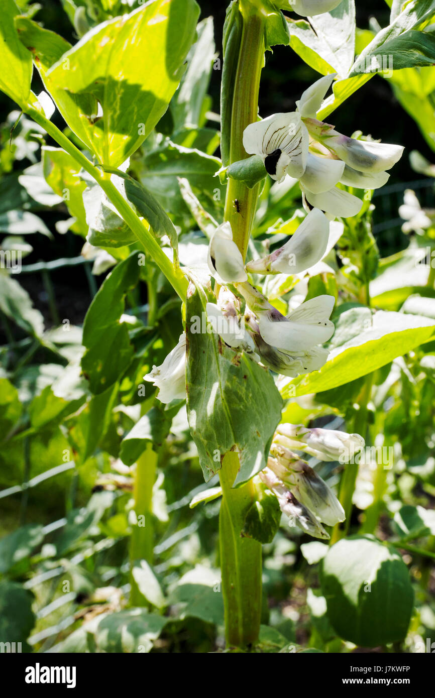 Flowers of the broad bean (also field bean, fava bean), Vicia Faba. Stock Photo