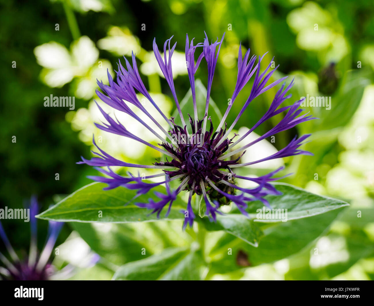 Purple star shaped flower hires stock photography and images Alamy
