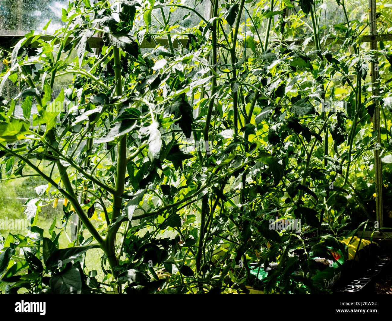 Tomatoes growing as bush plants in grow bags in the protective environment of a domestic greenhouse. Stock Photo