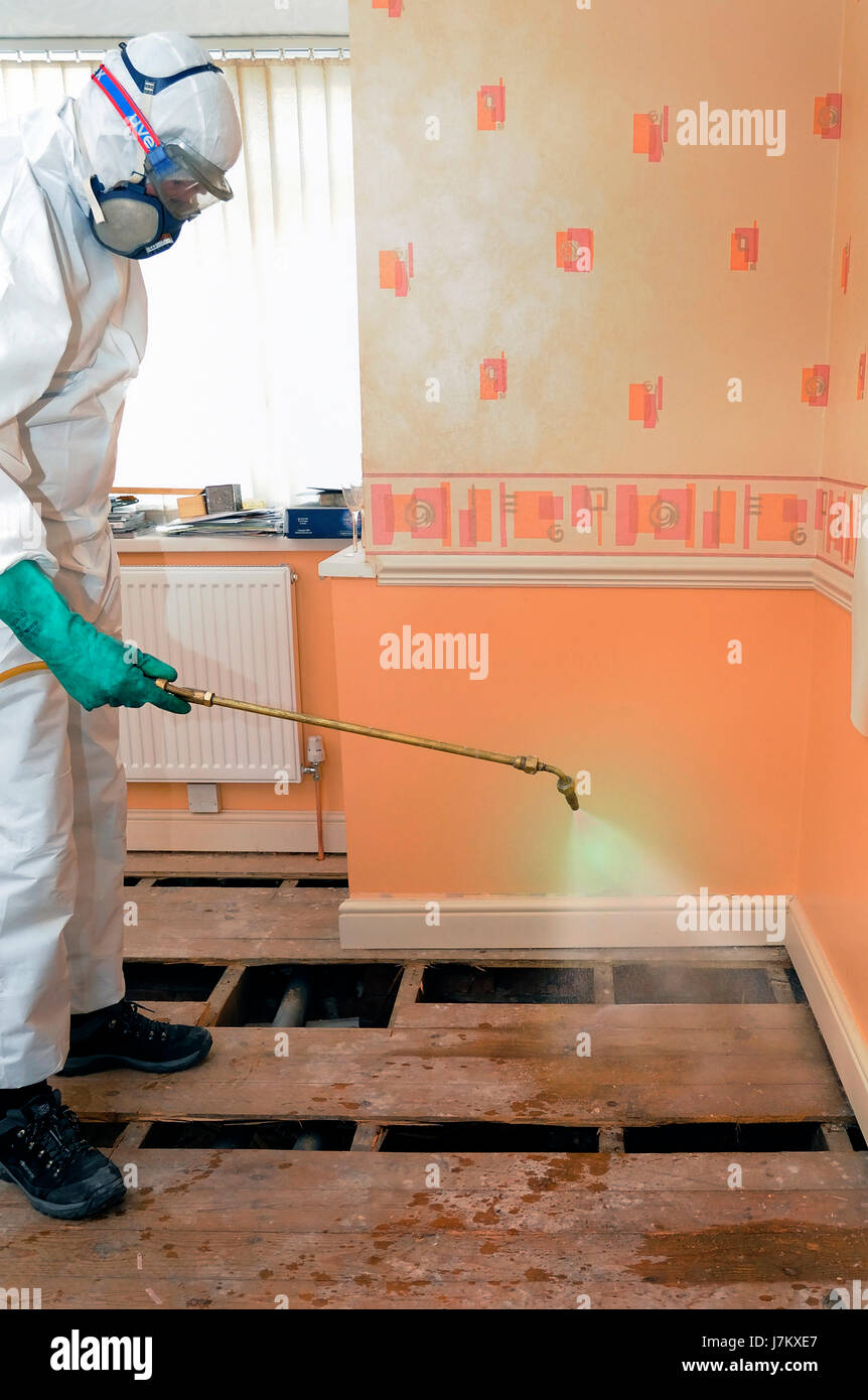 Woodworm Treatment in a living room Stock Photo