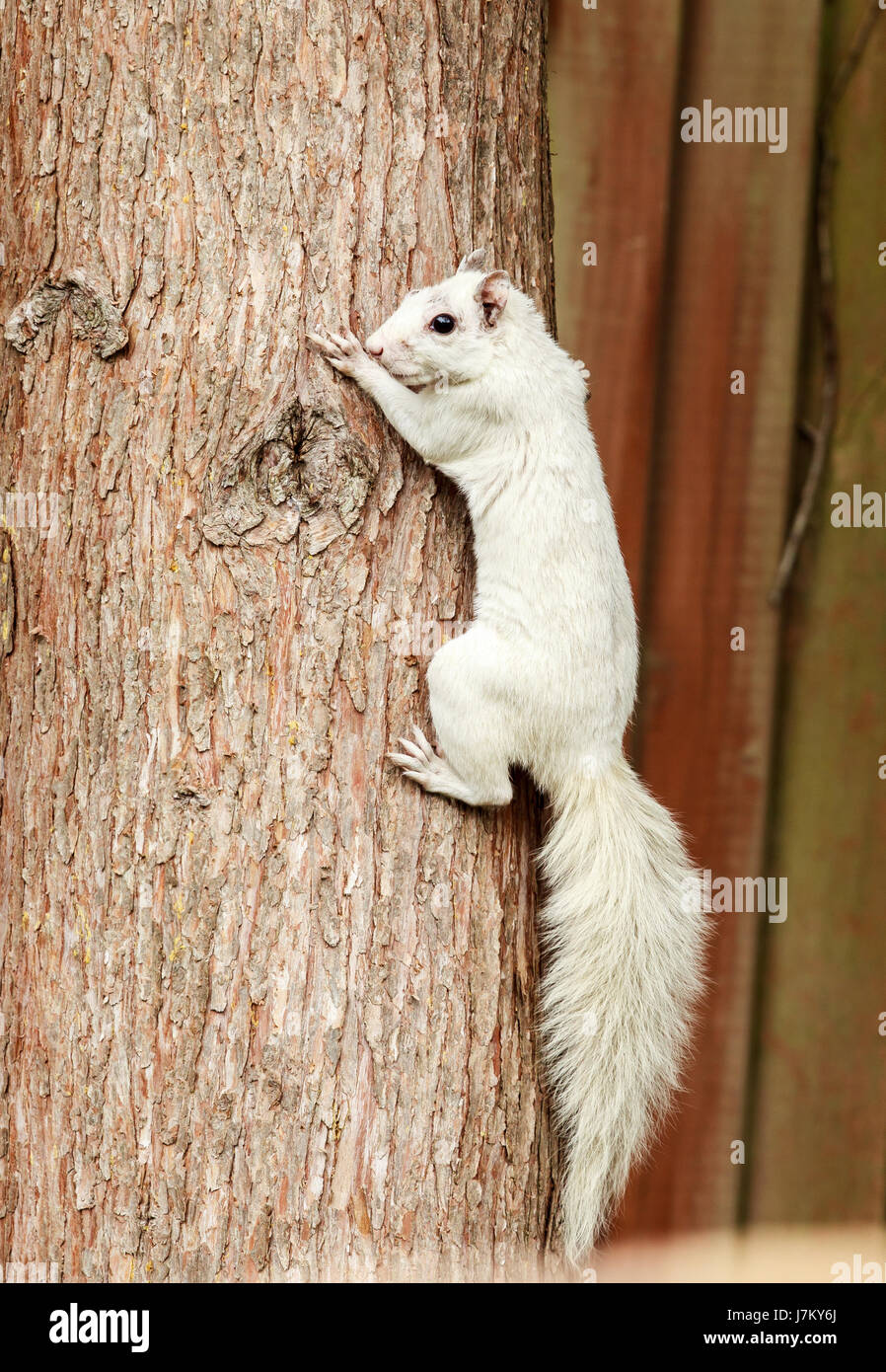 A White squirrel - A Eastern Grey Squirrel suffering from Leucism (lack of pigmentation) Stock Photo