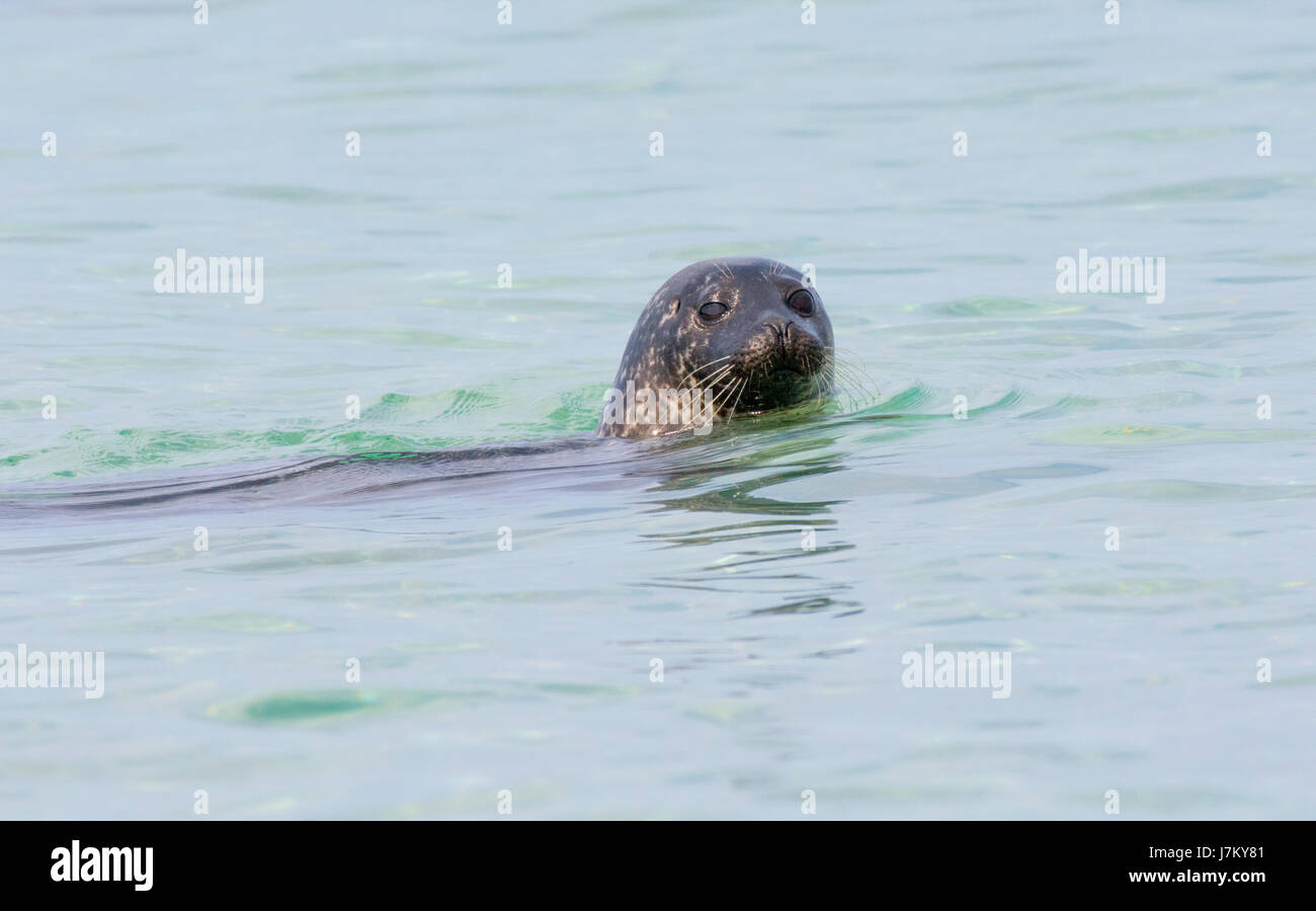 An inquisitive Common Seal off the coast of Scotland Stock Photo