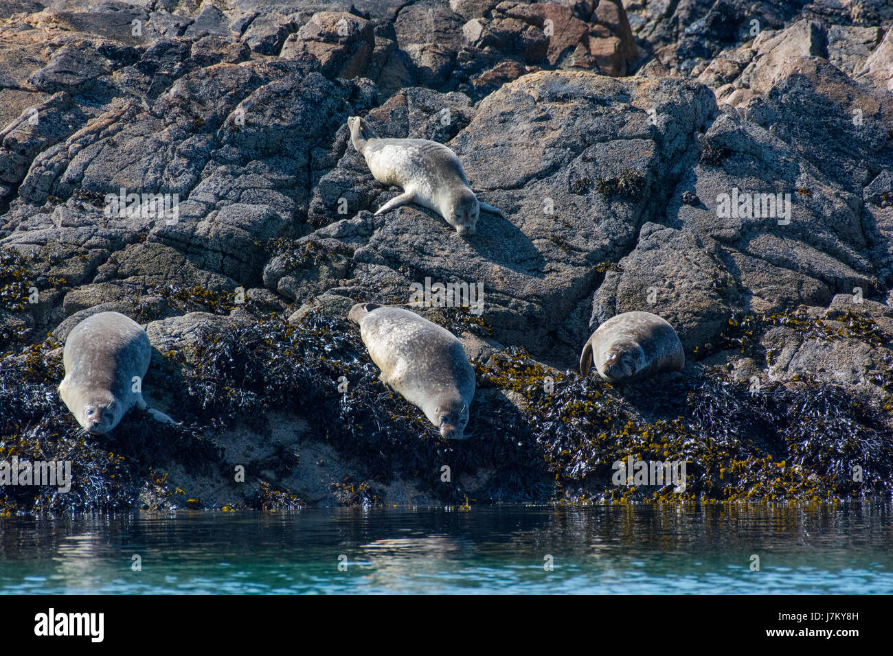 Common Seals off the Isle of Coll Scotland Stock Photo Alamy