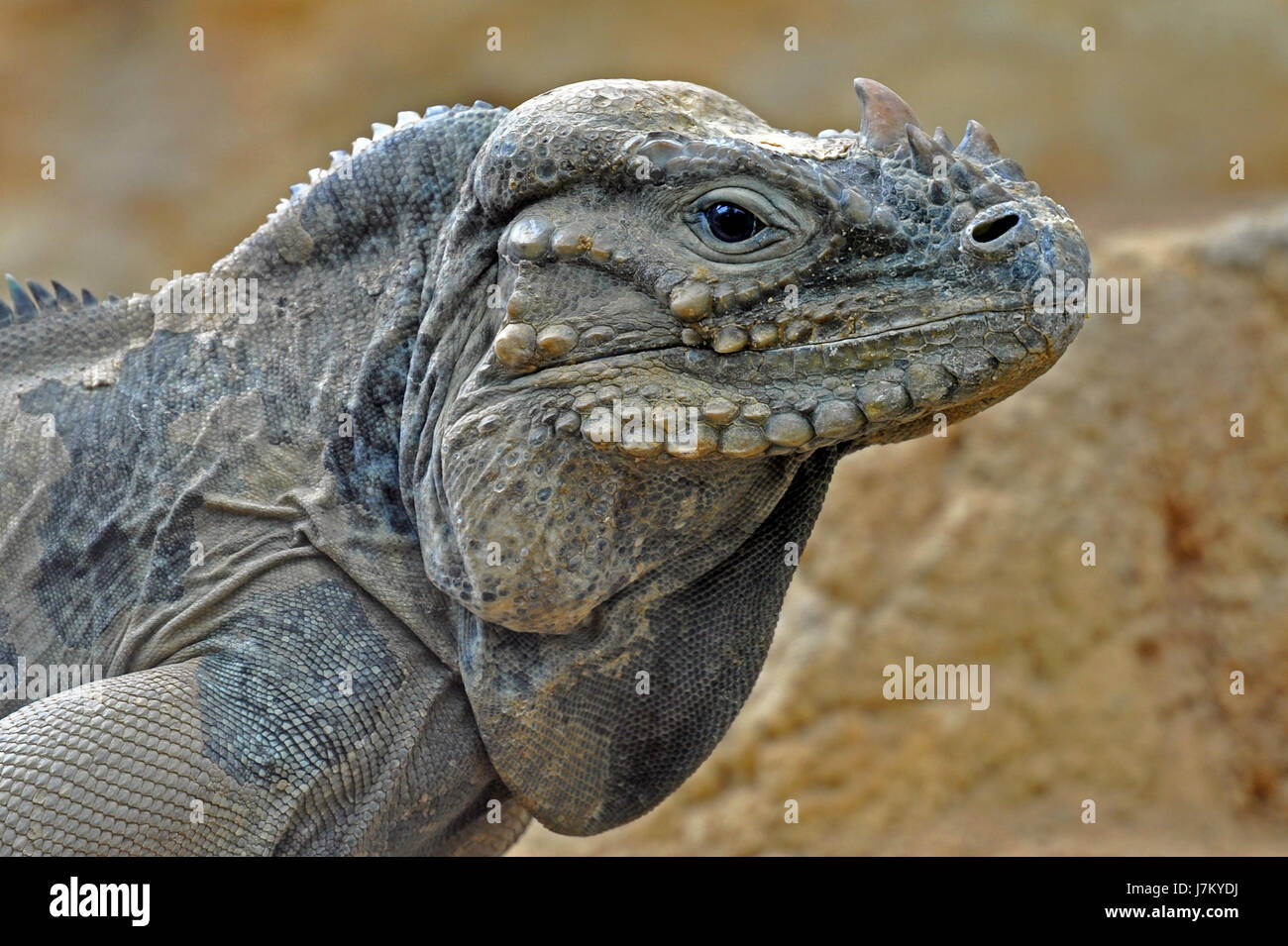 animal saurian horn reptiles nature rhino rhinoceros macro closeup
