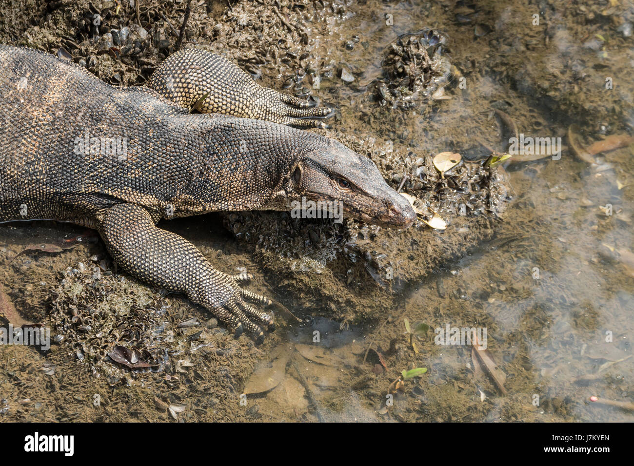Malayan Water monitor lizard (Varanus salvator) in Sungei Buloh Wetland Reserve in Singapore Stock Photo