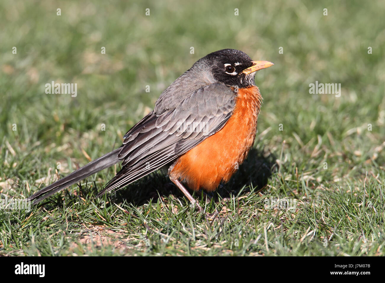 american bird spring robin meadow grass lawn green animal bird fauna ...