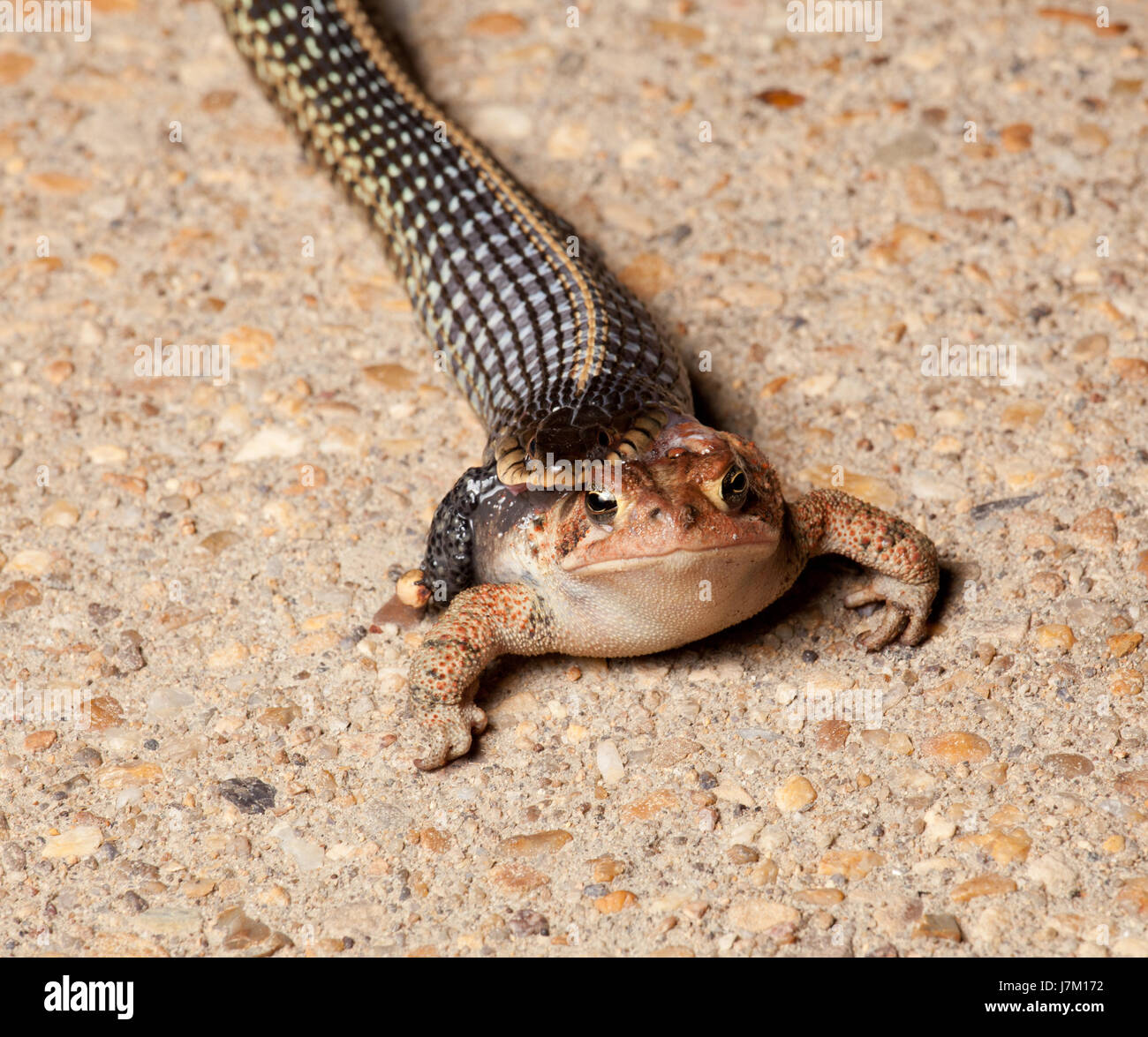 reptile frog snake attack toad swallow garter eating eat eats legs macro Stock Photo