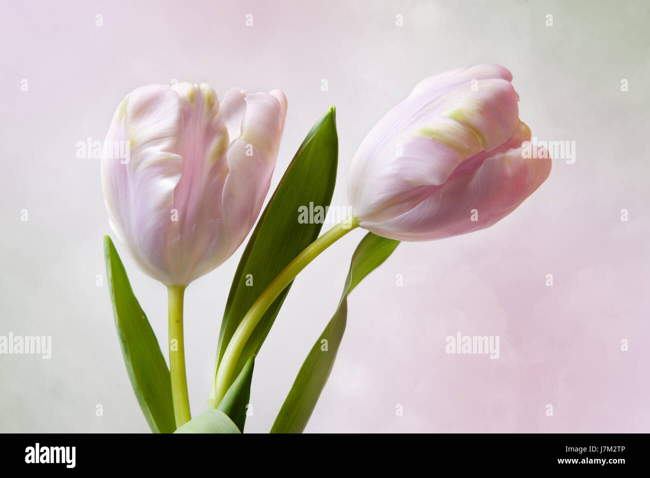 pastel present greeting beautiful beauteously nice isolated colour flower plant Stock Photo