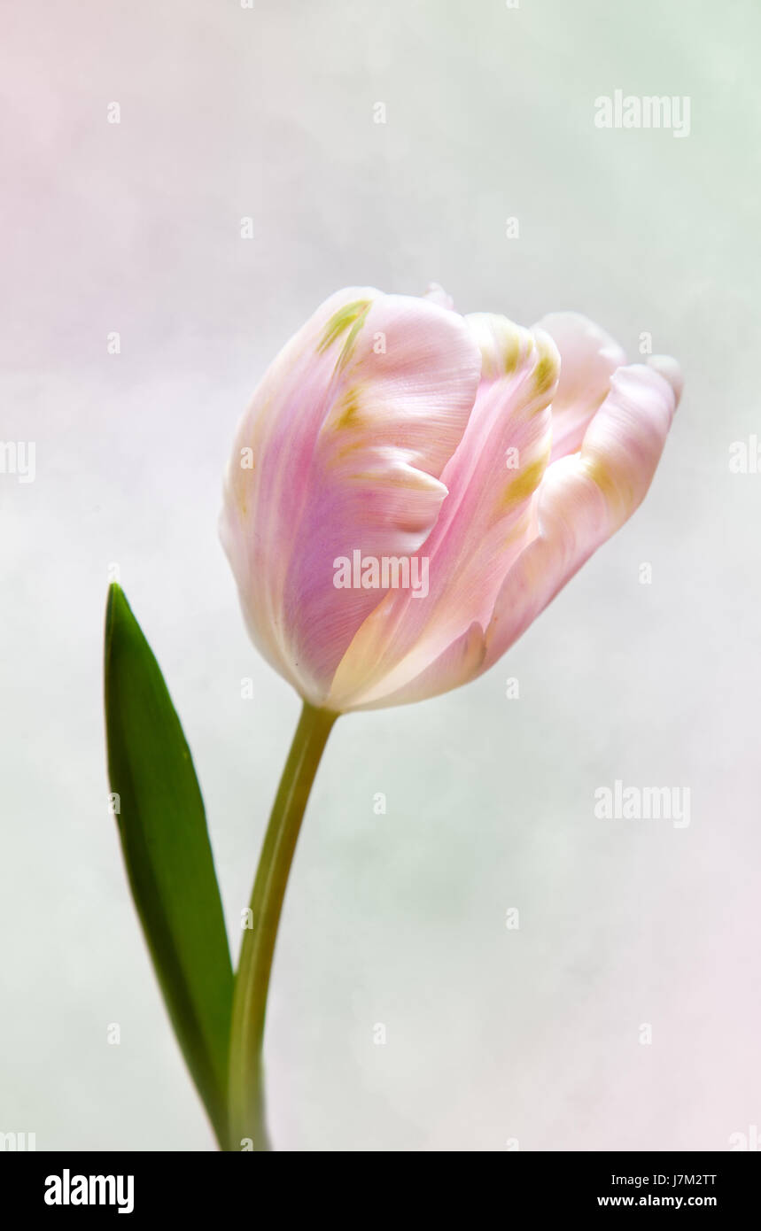 pastel present greeting beautiful beauteously nice isolated colour flower plant Stock Photo