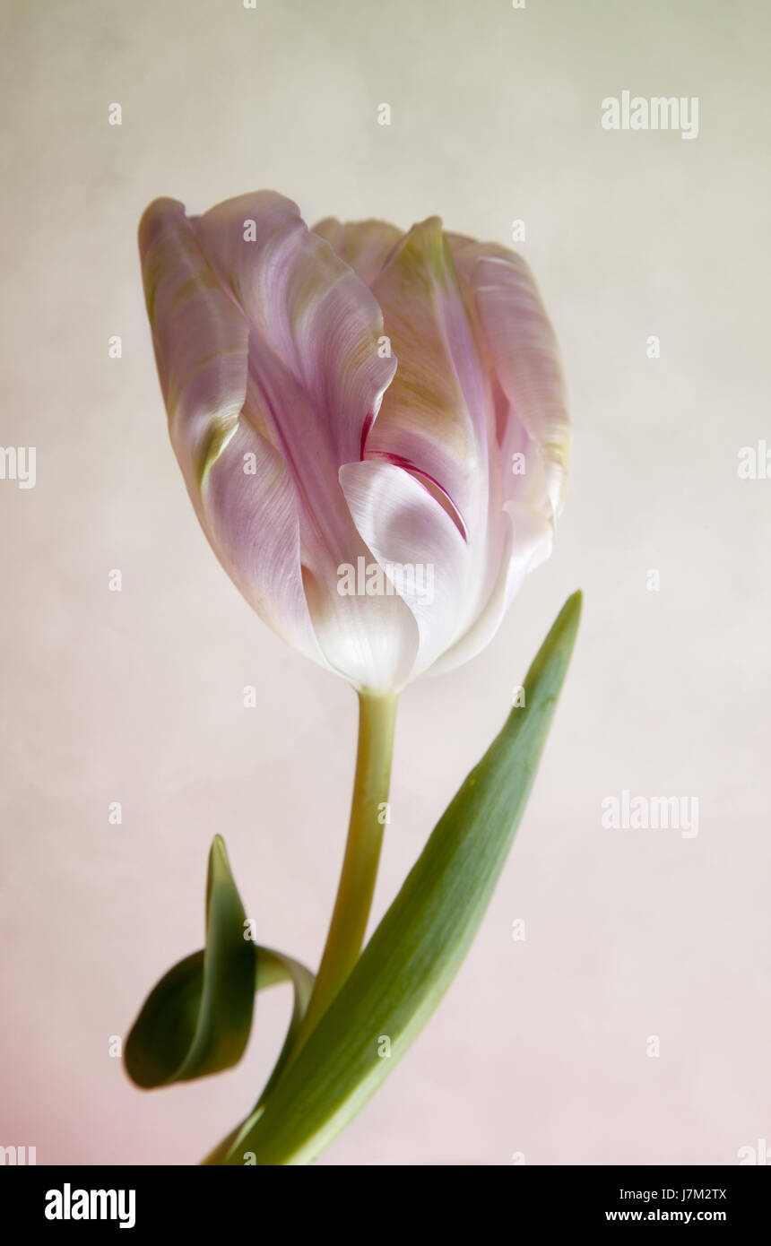 pastel present greeting beautiful beauteously nice isolated colour flower plant Stock Photo