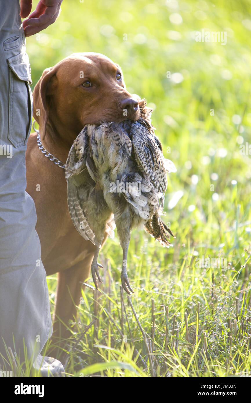 dog hunting chase animal pet mammal fauna animals hunter pets dog dogs