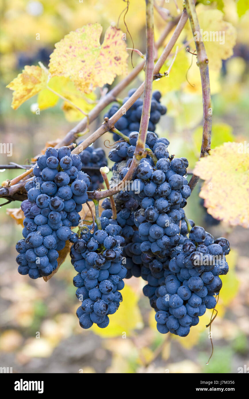 wine harvest grape leaf leaves agriculture farming wine vineyards flora