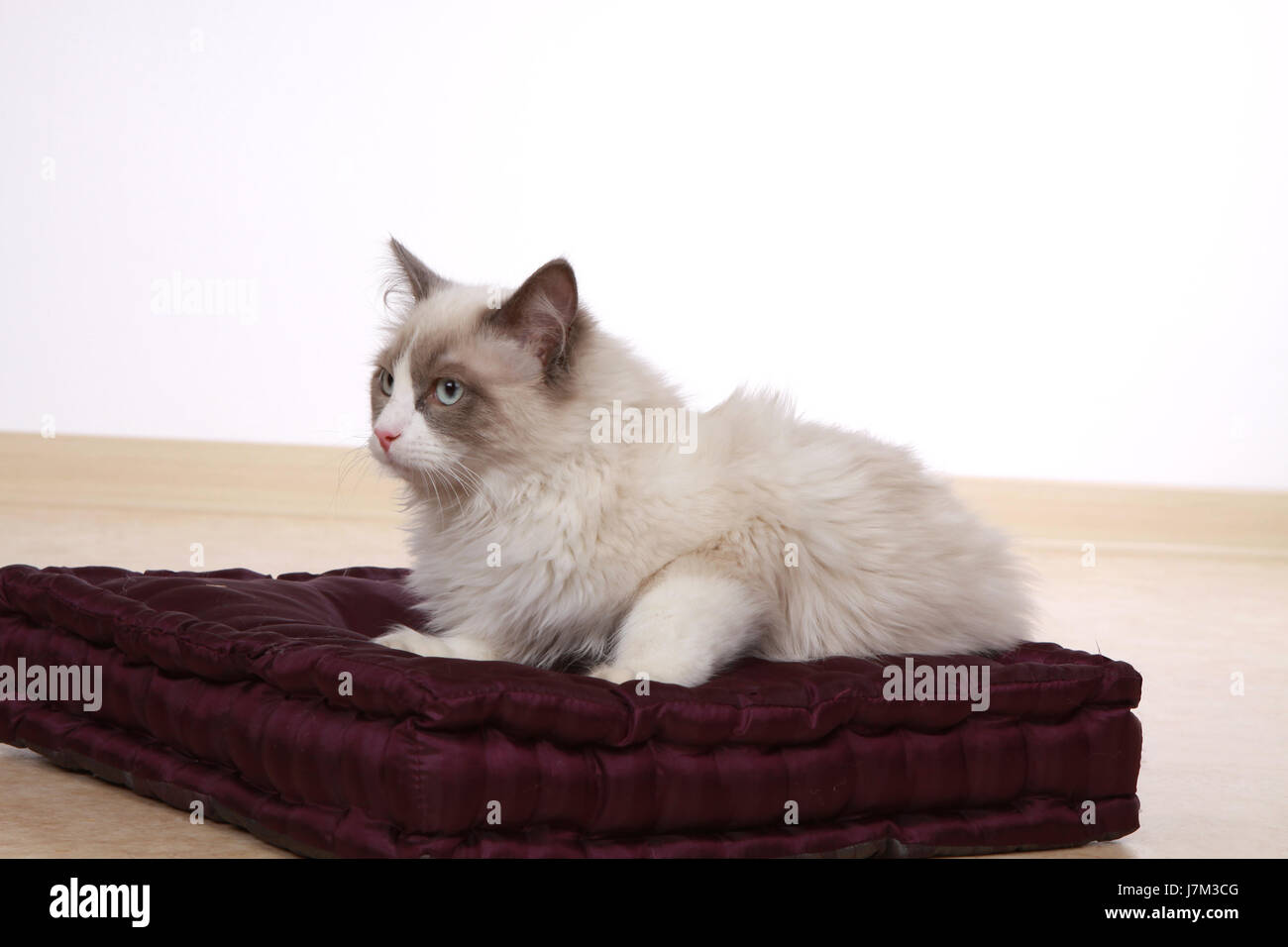 animal-pet-race-breed-of-cat-pussycat-cat-domestic-cat-studio