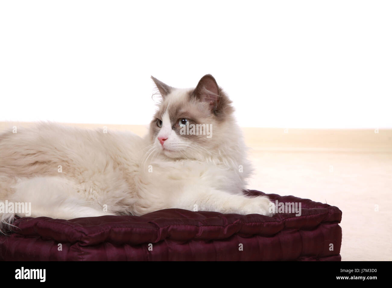 animal-pet-race-breed-of-cat-pussycat-cat-domestic-cat-studio