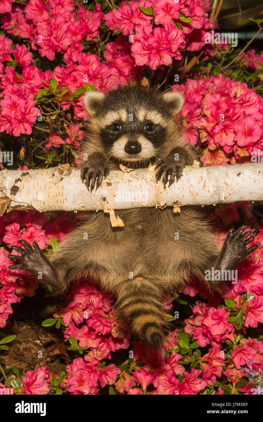 A baby Raccoon learning to climb in the garden Stock Photo Alamy