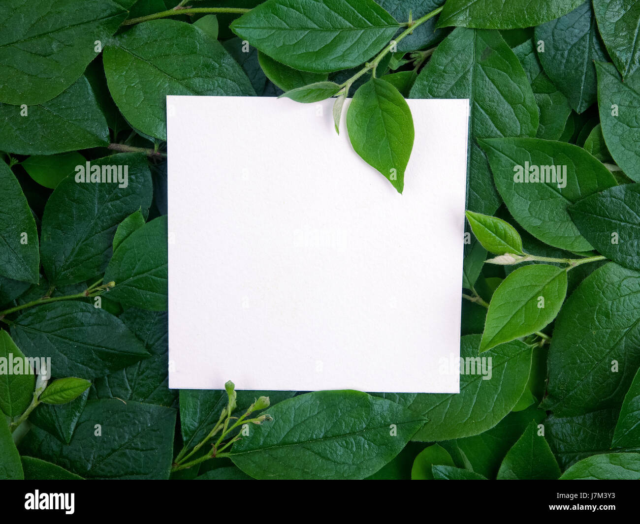 Creative layout made of leaves with paper card note. Flat lay. Nature