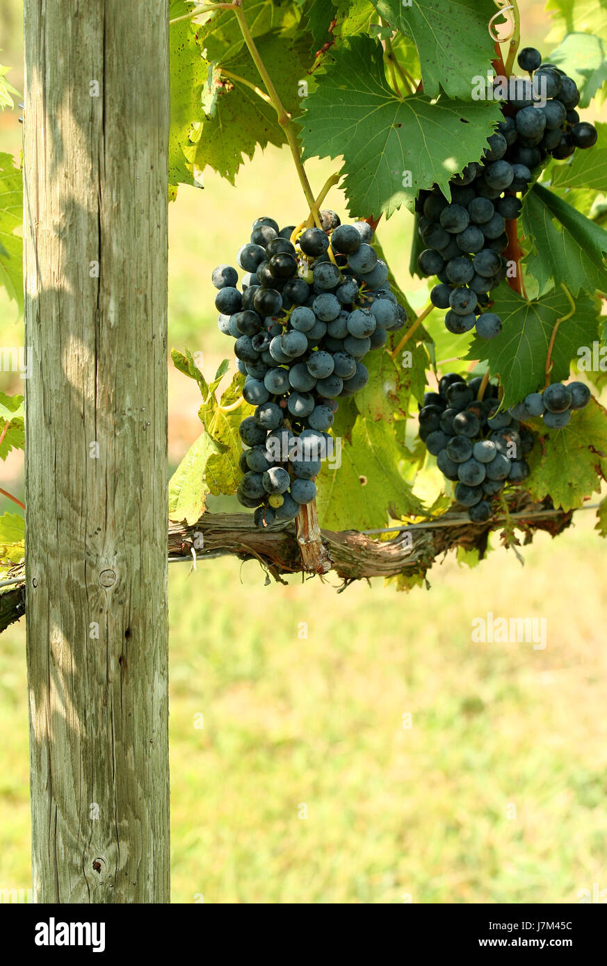 food aliment agriculture farming grapes ripe vineyard fruit purple ...