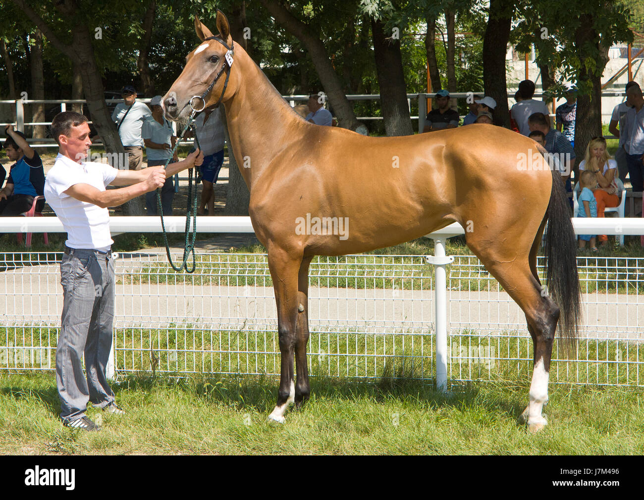 Portrait of Akhal-teke horse Stock Photo - Alamy