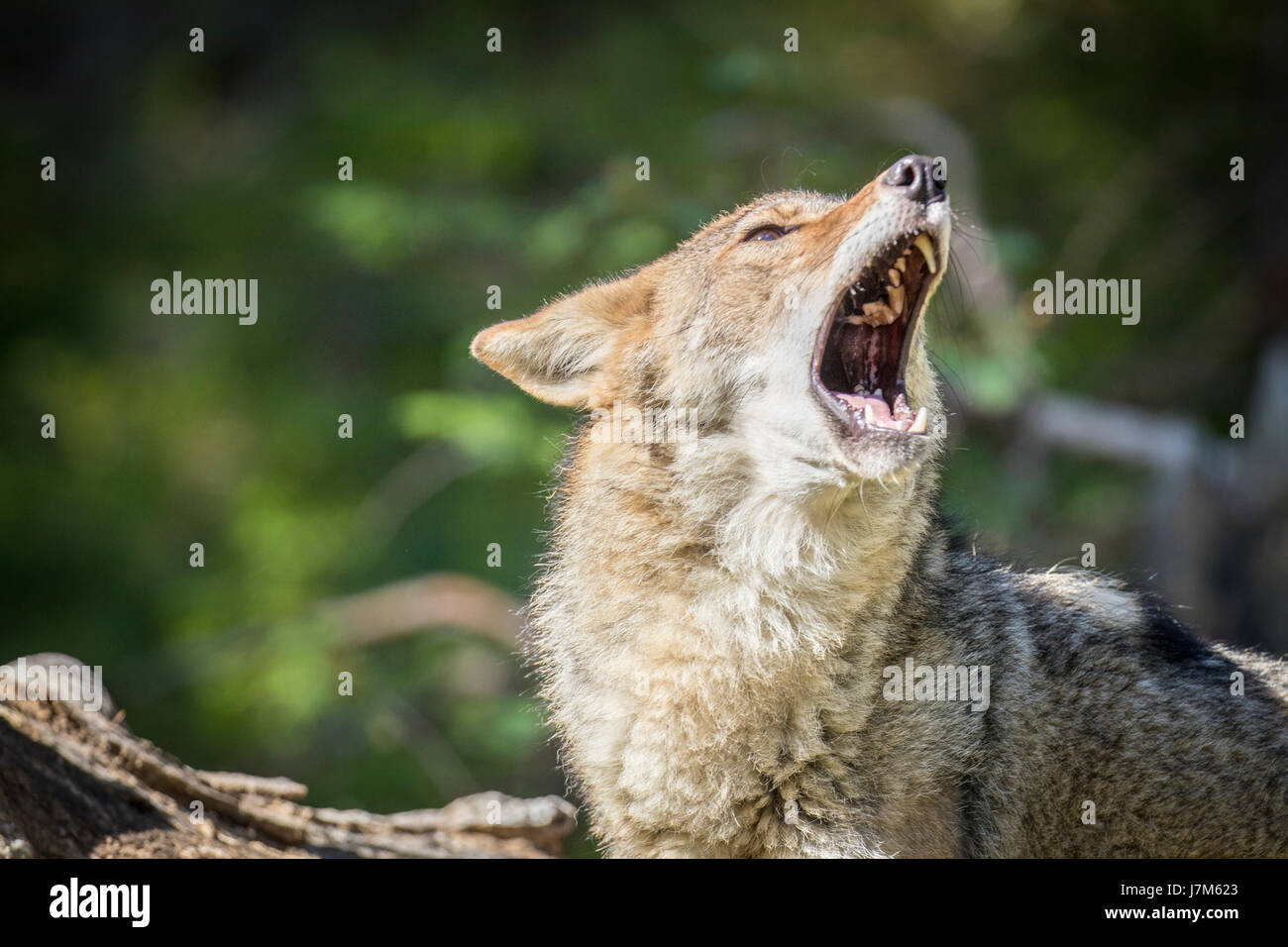 Canis latrans Stock Photo