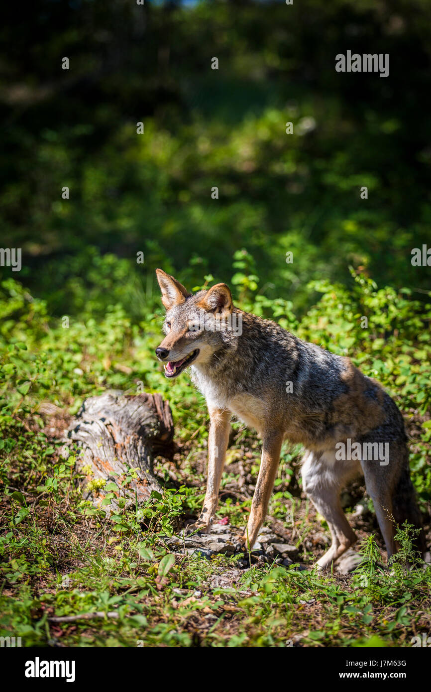 Canis latrans Stock Photo