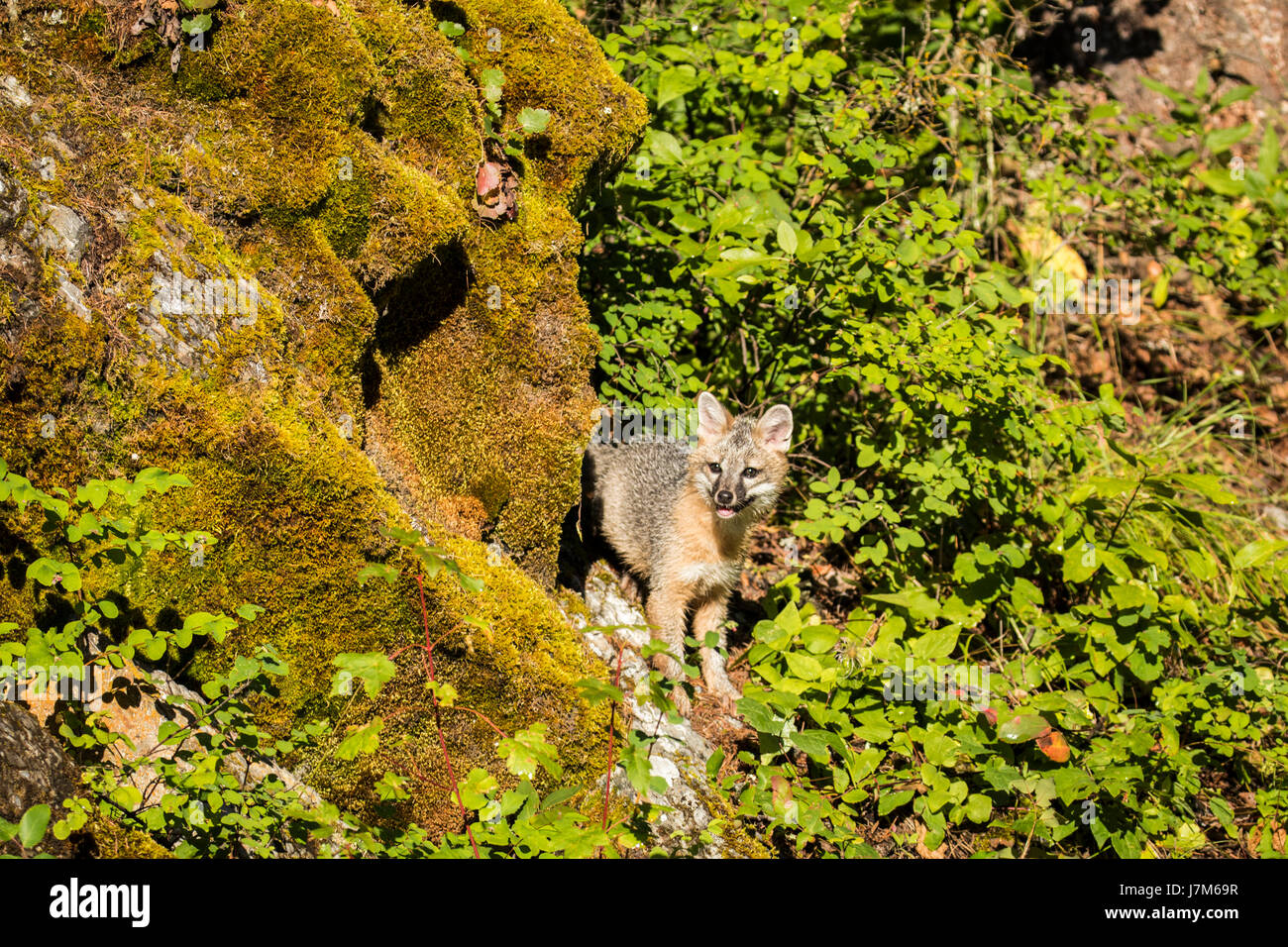 grey fox / Urocyon Cineroargenteus/ Fox / Canid / USA Stock Photo Alamy