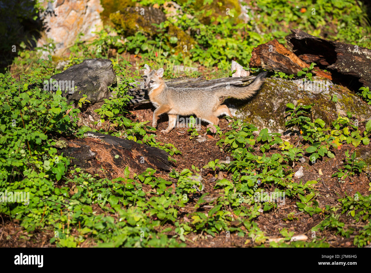 grey fox / Urocyon Cineroargenteus/ Fox / Canid / USA Stock Photo