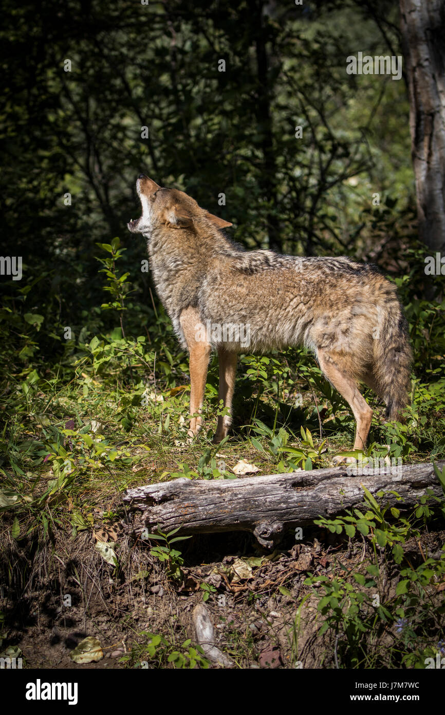 Coyote Coyote pup carnivore montana Canis latrans profile hunt Stock Photo