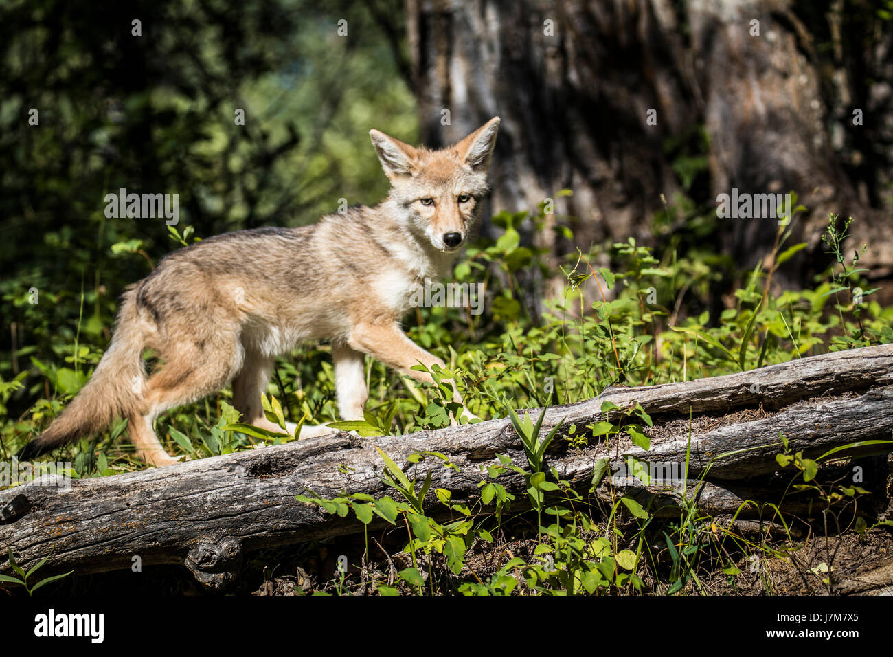 Coyote Coyote pup carnivore montana Canis latrans profile hunt Stock