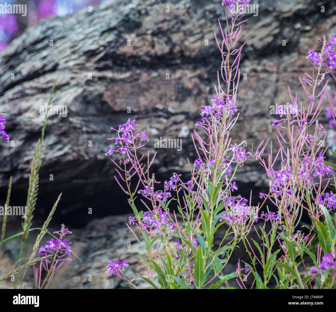 Wildlife wild flowers glacier national park landscapes Stock Photo - Alamy