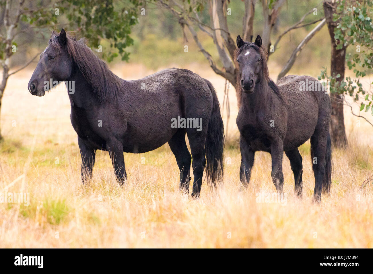 Brumbies horse australia hi-res stock photography and images - Alamy