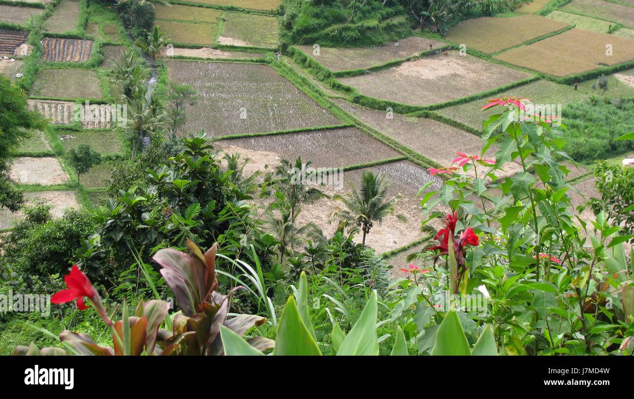 asia field bali indonesia paddy field rice food aliment asia ...