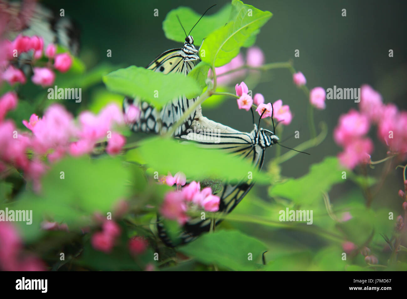 flower plant insects tropical butterfly butterflies swallowtail two pink colour Stock Photo