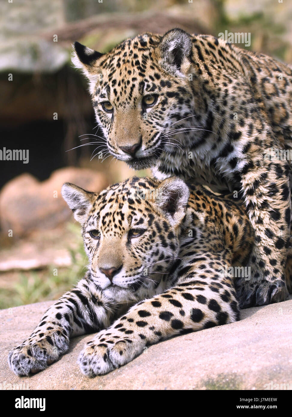 two on a string Stock Photo - Alamy