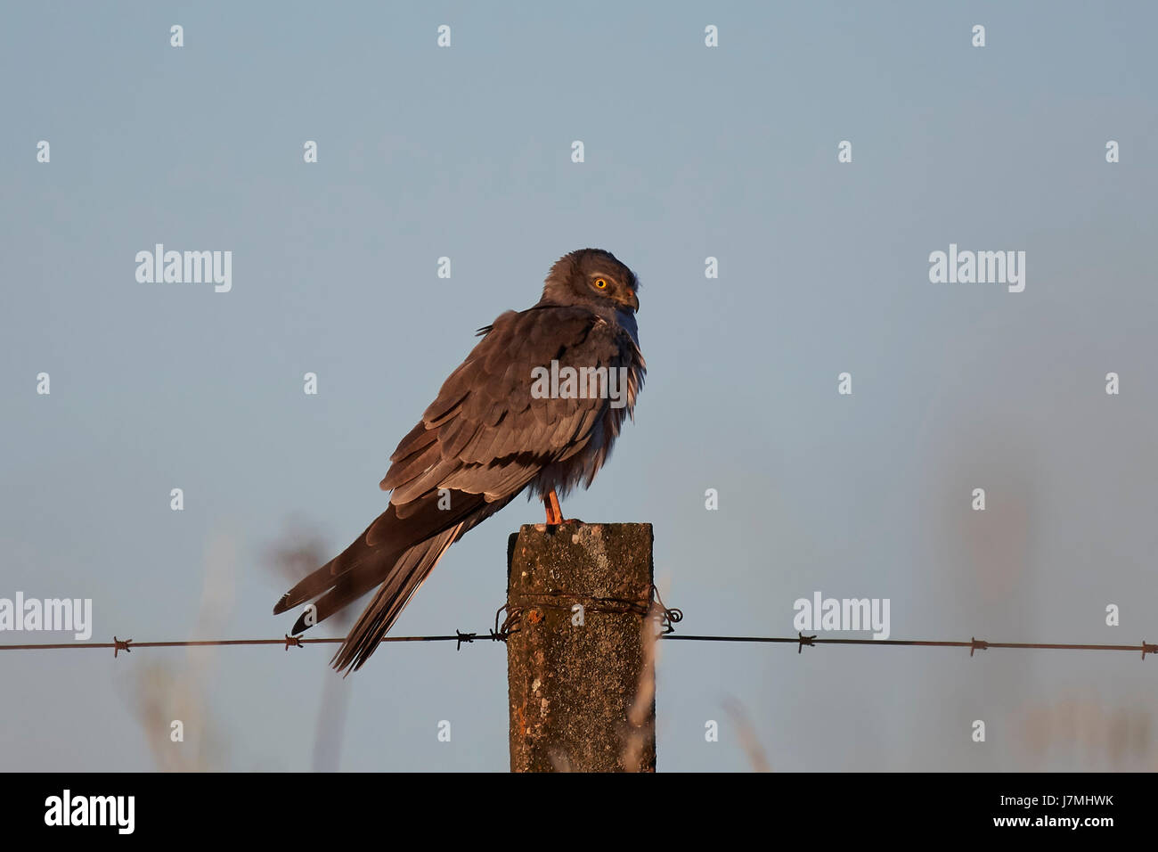 Montagus harrier resting on a pole in the soft light of sunrise Stock Photo