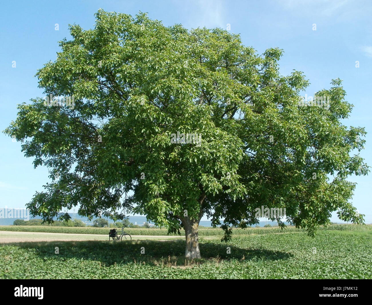 This title refers to a photograph or study of a walnut tree ...