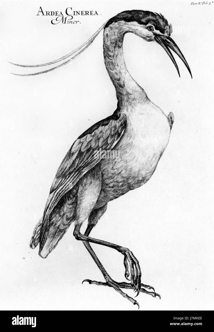 Ardea Cinerea in Danubius Pannonico Mysicus 1726 by Marsigli Stock Photo